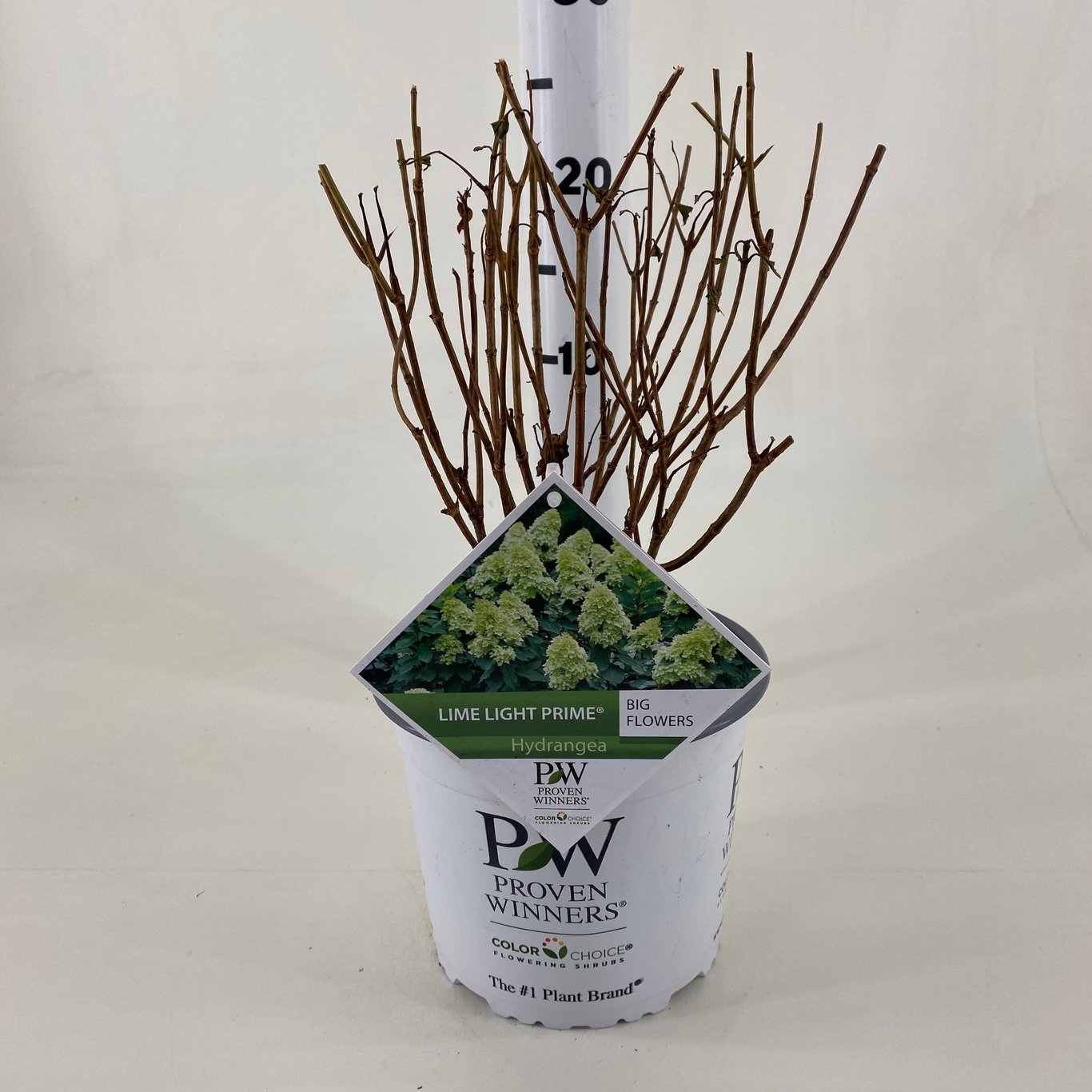 Hydrangea pan. 'Limelight Prime' - C3 20-30 CM